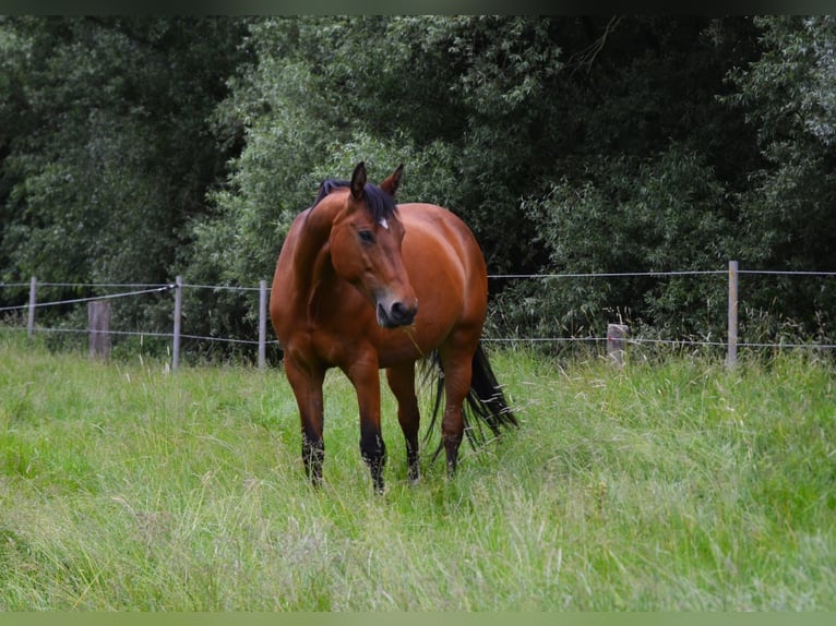 Hanoverian Mare 18 years 16 hh Brown in Münster