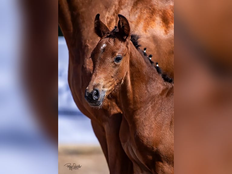 Hanoverian Mare 18 years 16 hh Chestnut-Red in Weitenhagen