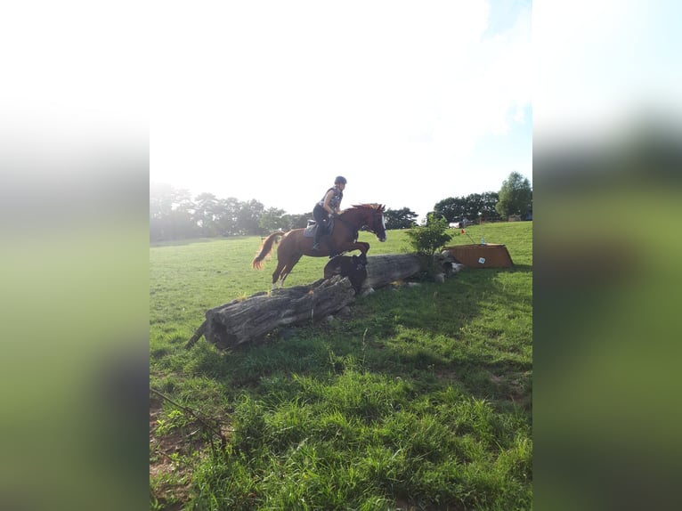 Hanoverian Mare 18 years 16 hh Chestnut-Red in Weitenhagen