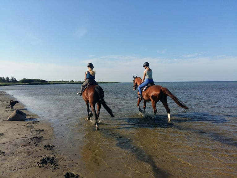 Hanoverian Mare 18 years 16 hh Chestnut-Red in Weitenhagen