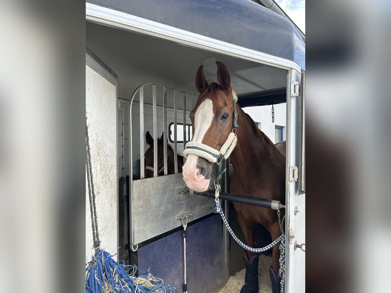 Hanoverian Mare 18 years 16 hh Chestnut-Red in Weitenhagen