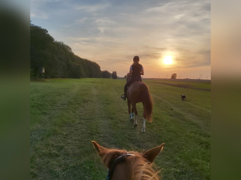 Hanoverian Mare 18 years 16 hh Chestnut-Red in Weitenhagen