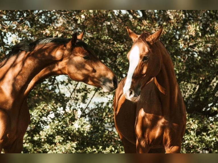Hanoverian Mare 18 years 16 hh Chestnut-Red in Weitenhagen