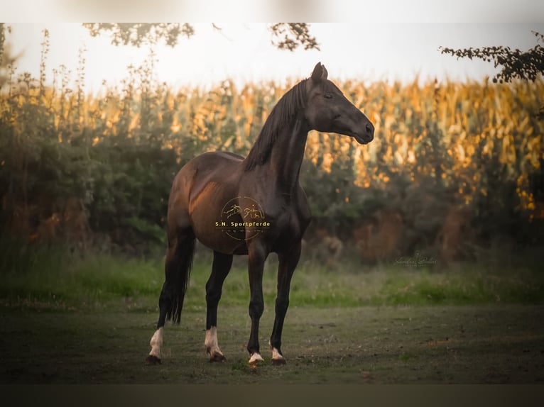 Hanoverian Mare 18 years 16,1 hh Black in Regesbostel