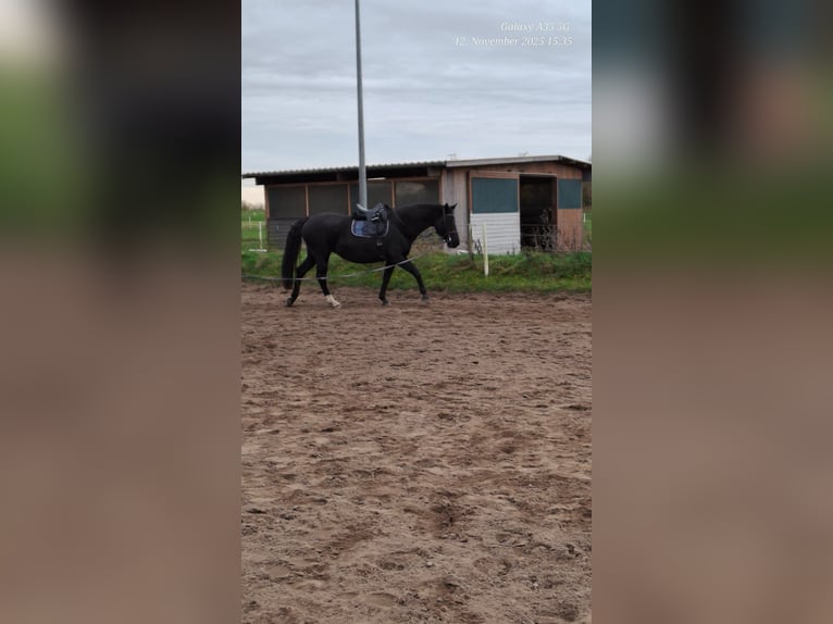 Hanoverian Mare 18 years 16,2 hh Black in Nortorf