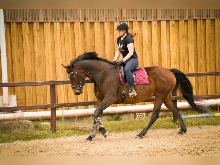 Hanoverian Mare 18 years 16,2 hh Brown in Oyten