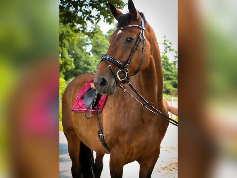 Hanoverian Mare 18 years 16,2 hh Brown in Oyten