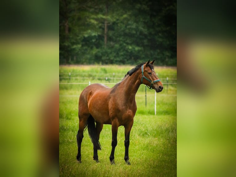 Hanoverian Mare 18 years 16,2 hh Brown in Oyten