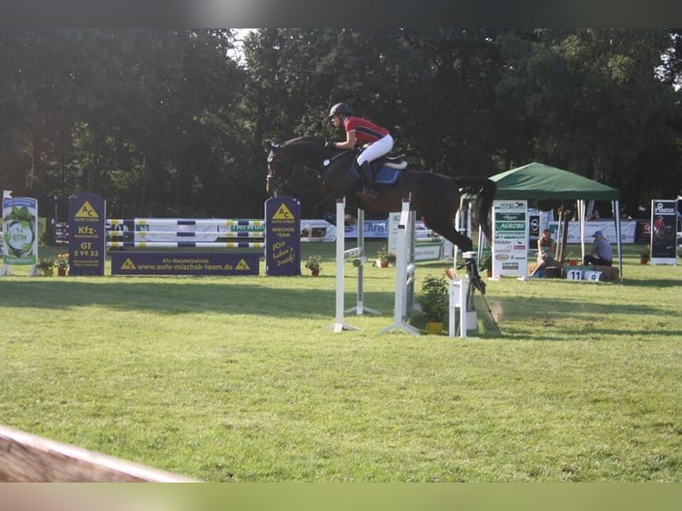 Hanoverian Mare 18 years 16,2 hh Brown in Verl