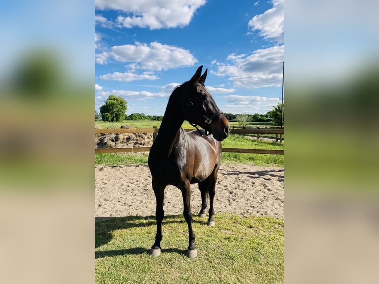 Hanoverian Mare 18 years 16,2 hh Brown in Verl