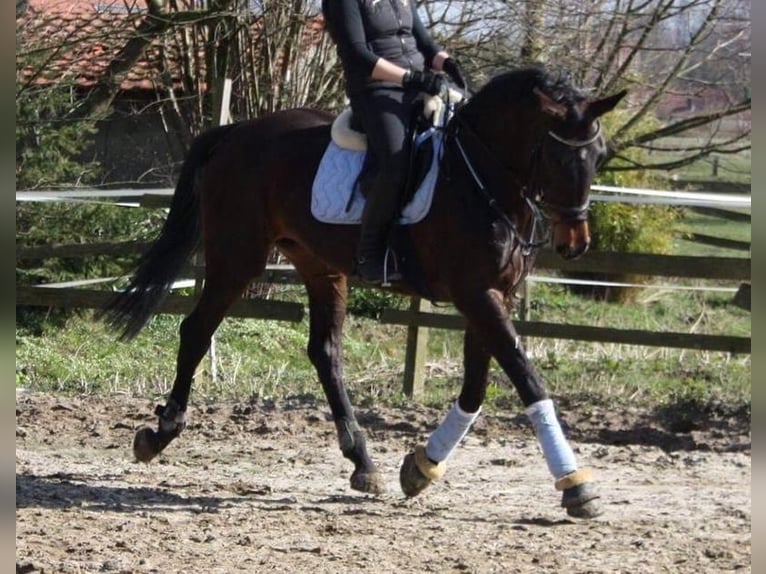 Hanoverian Mare 18 years 16,2 hh Brown in Verl