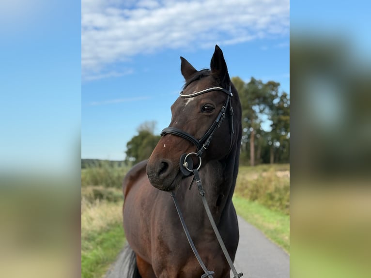 Hanoverian Mare 18 years 16,2 hh Brown in Luhm&#xFC;hlen