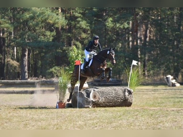 Hanoverian Mare 18 years 16,2 hh Brown in Luhm&#xFC;hlen