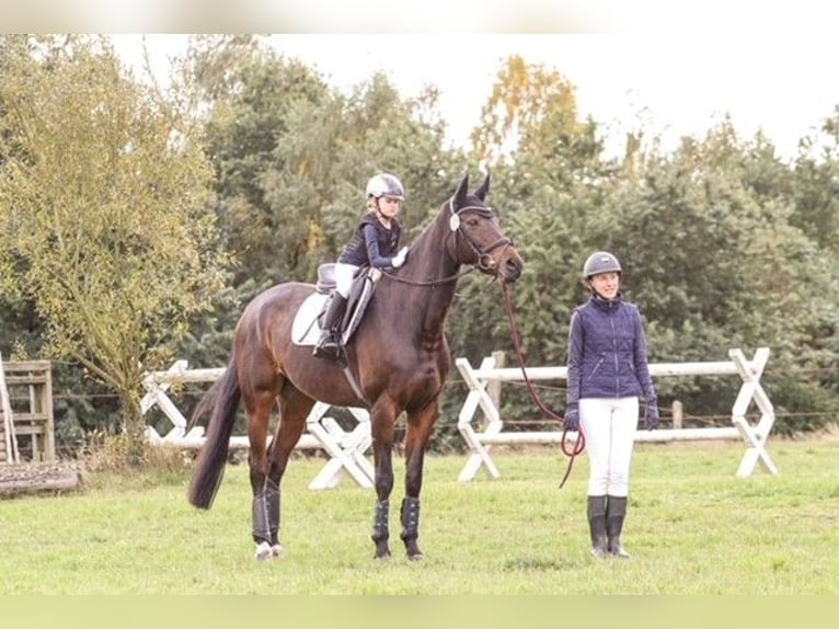 Hanoverian Mare 18 years 16,2 hh Brown in Luhm&#xFC;hlen