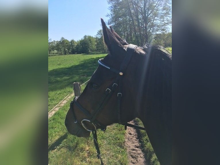 Hanoverian Mare 18 years 16,2 hh Brown in Luhm&#xFC;hlen