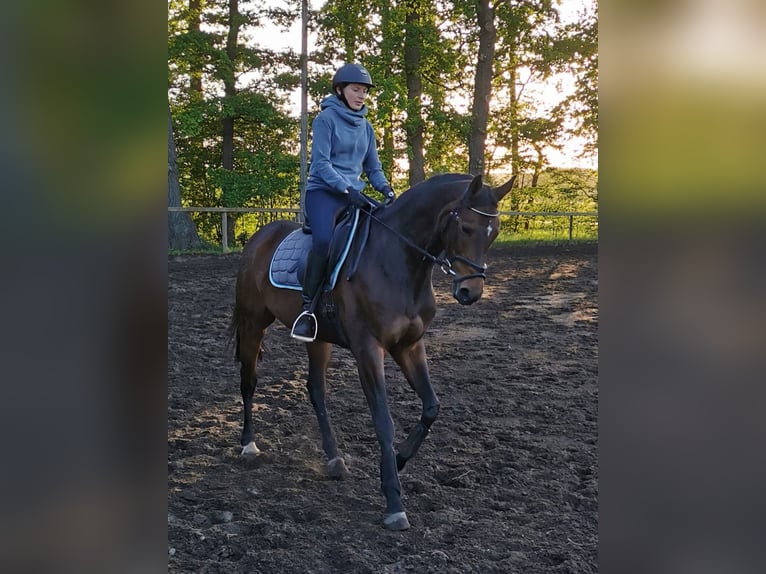 Hanoverian Mare 18 years 16,2 hh Brown in Luhm&#xFC;hlen