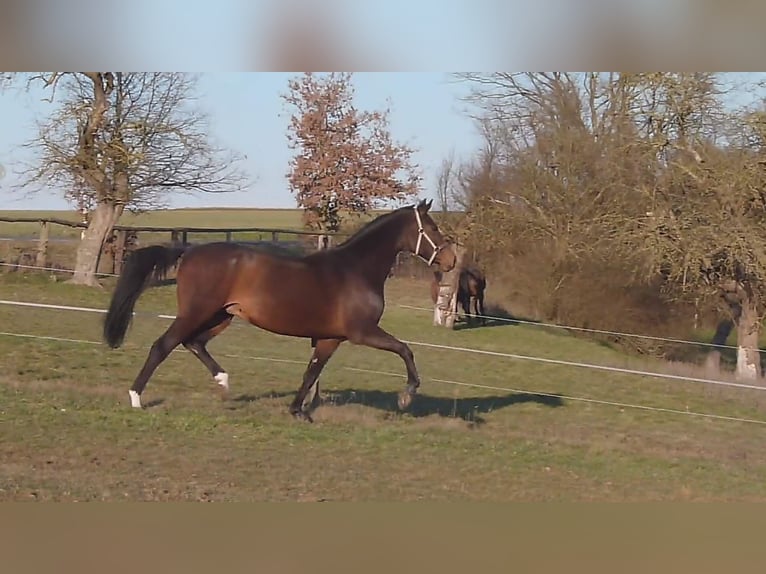 Hanoverian Mare 18 years 16,2 hh in Runkel