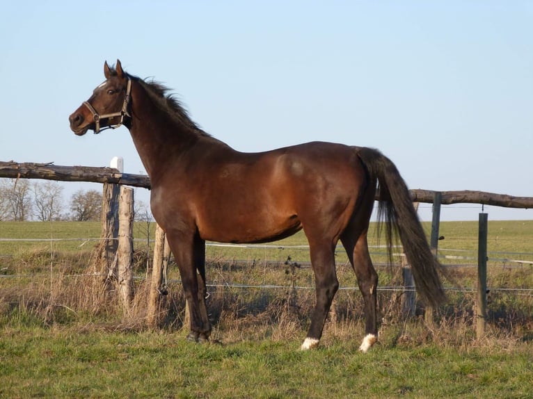 Hanoverian Mare 18 years 16,2 hh in Runkel
