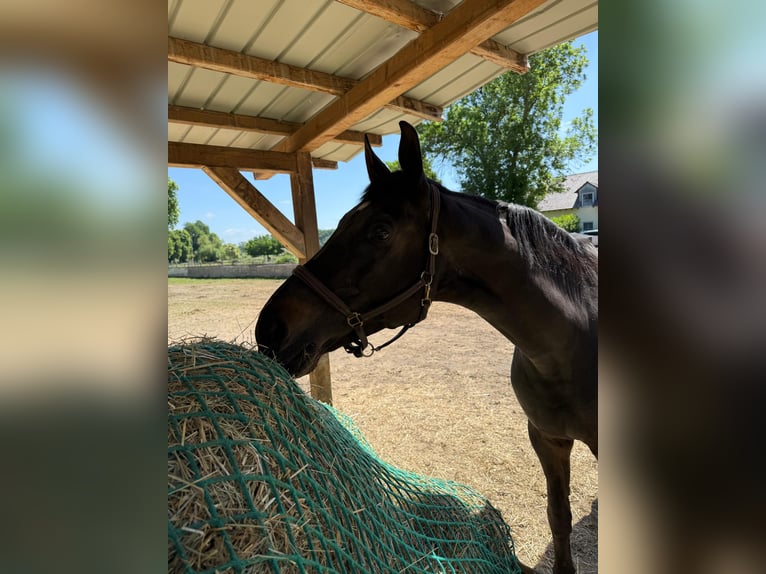 Hanoverian Mare 18 years 16,2 hh Smoky-Black in Frankenthal (Pfalz)