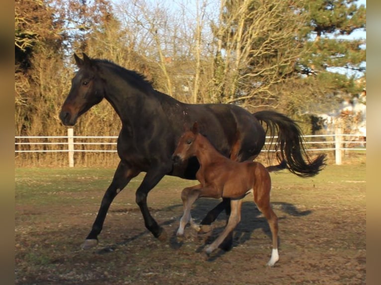 Hanoverian Mare 18 years 16,3 hh Bay-Dark in Ratekau