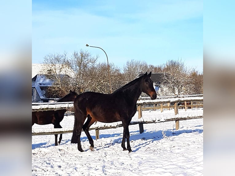 Hanoverian Mare 18 years 16,3 hh Bay-Dark in Ratekau