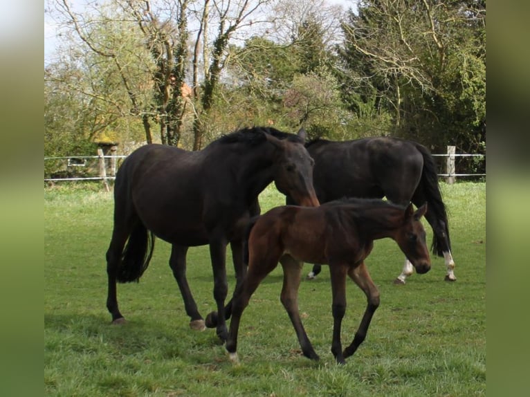 Hanoverian Mare 18 years 16,3 hh Bay-Dark in Ratekau