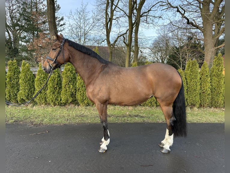 Hanoverian Mare 18 years 17,1 hh Brown in Schwanewede