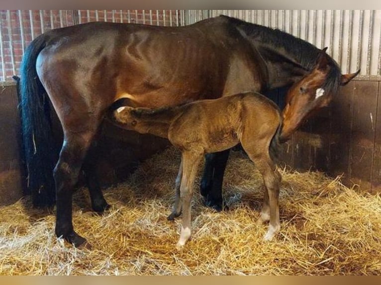 Hanoverian Mare 18 years Brown in Bellingwolde