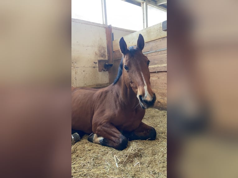 Hanoverian Mare 19 years 15,2 hh Brown in Dietikon