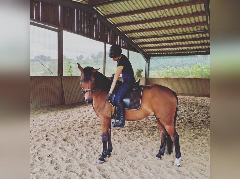 Hanoverian Mare 19 years 15.3 hh Brown in Sundern