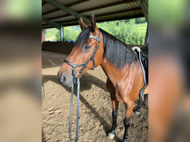 Hanoverian Mare 19 years 15.3 hh Brown in Sundern