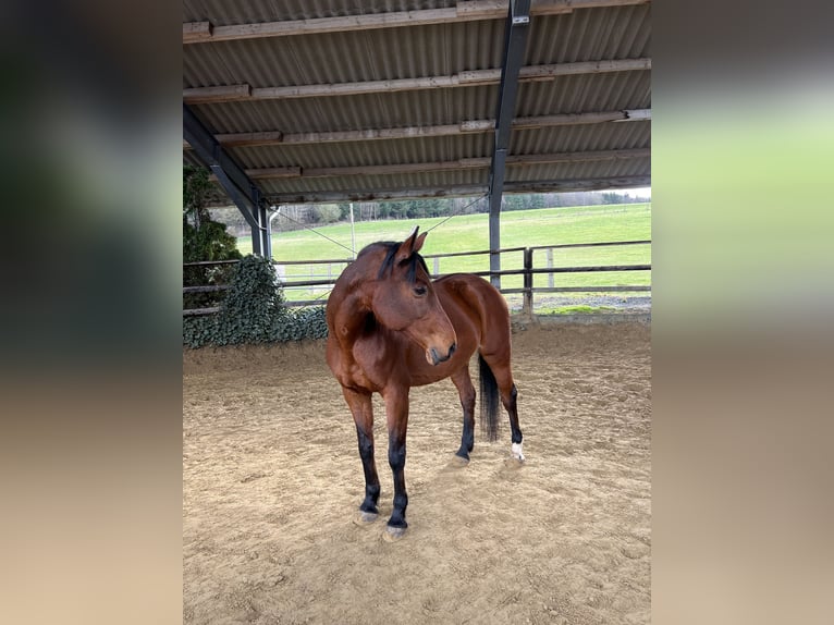 Hanoverian Mare 19 years 15.3 hh Brown in Sundern