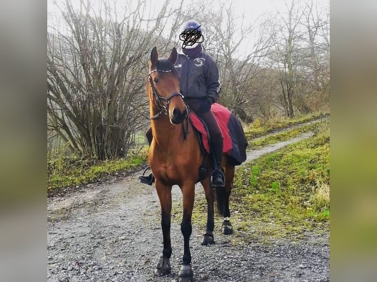 Hanoverian Mare 19 years 15.3 hh Brown in Sundern