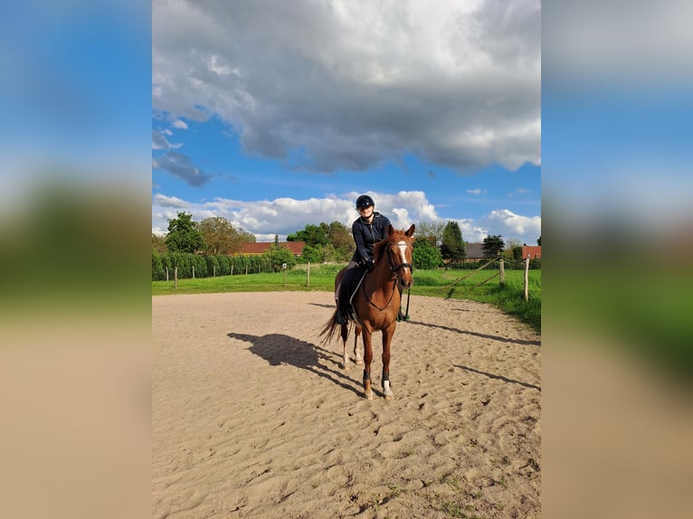 Hanoverian Mare 19 years 15,1 hh Chestnut in Zehdenick Hanoverian Mare 19 years 15,1 hh Chestnut in Zehdenick