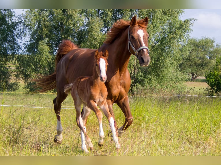 Hanoverian Mare 19 years 15,1 hh Chestnut in Zehdenick Hanoverian Mare 19 years 15,1 hh Chestnut in Zehdenick