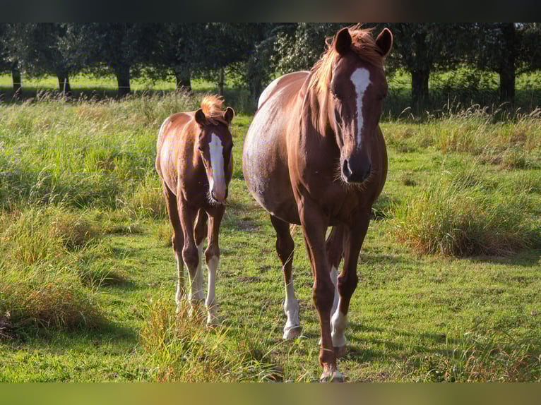 Hanoverian Mare 19 years 15,1 hh Chestnut in Zehdenick Hanoverian Mare 19 years 15,1 hh Chestnut in Zehdenick