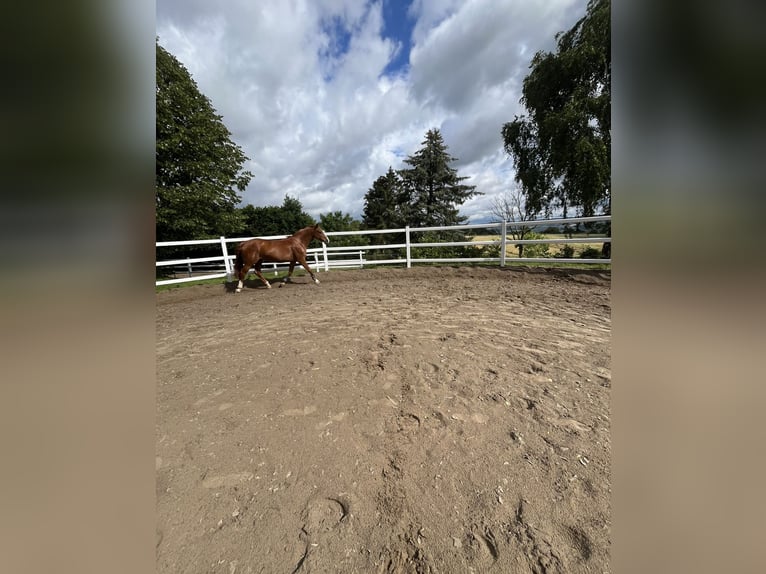 Hanoverian Mare 19 years 15,2 hh in Hameln