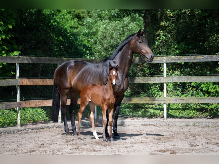 Hanoverian Mare 19 years 16.1 hh Bay-Dark in Nordhorn
