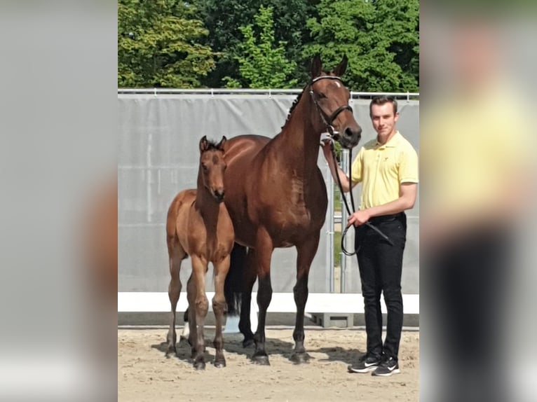 Hanoverian Mare 19 years 16,1 hh Brown in Havelaue