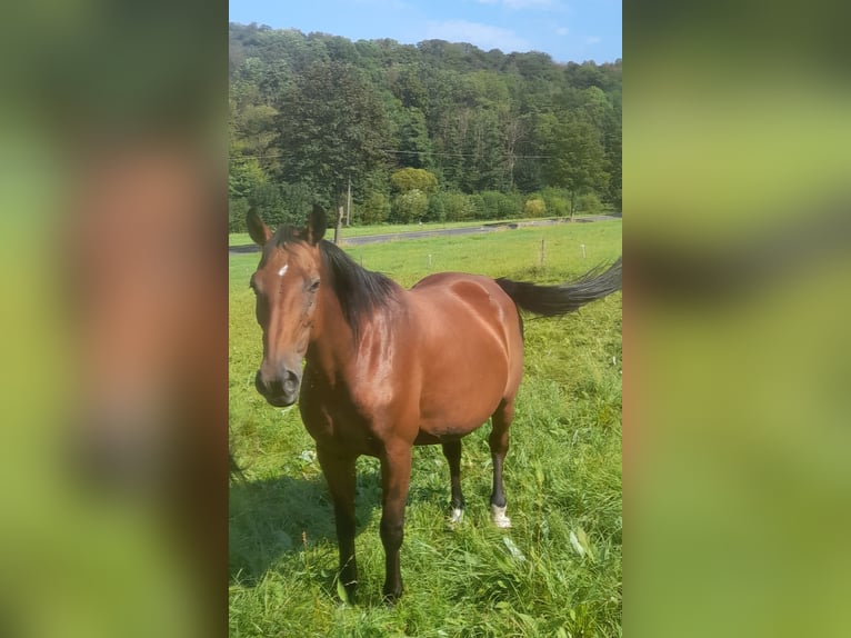 Hanoverian Mare 19 years 16.1 hh Brown in Schotten