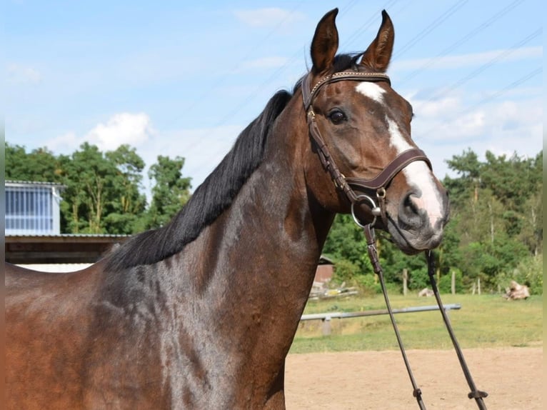 Hanoverian Mare 19 years 16.1 hh Brown in Arneburg