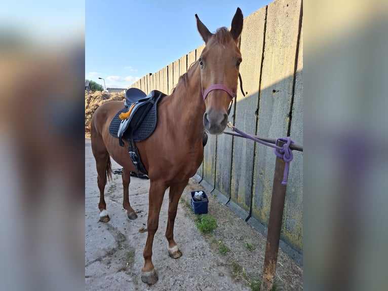 Hanoverian Mare 19 years 16,1 hh Chestnut-Red in Lutherstadt Wittenberg