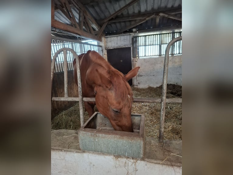 Hanoverian Mare 19 years 16,1 hh Chestnut-Red in Lutherstadt Wittenberg