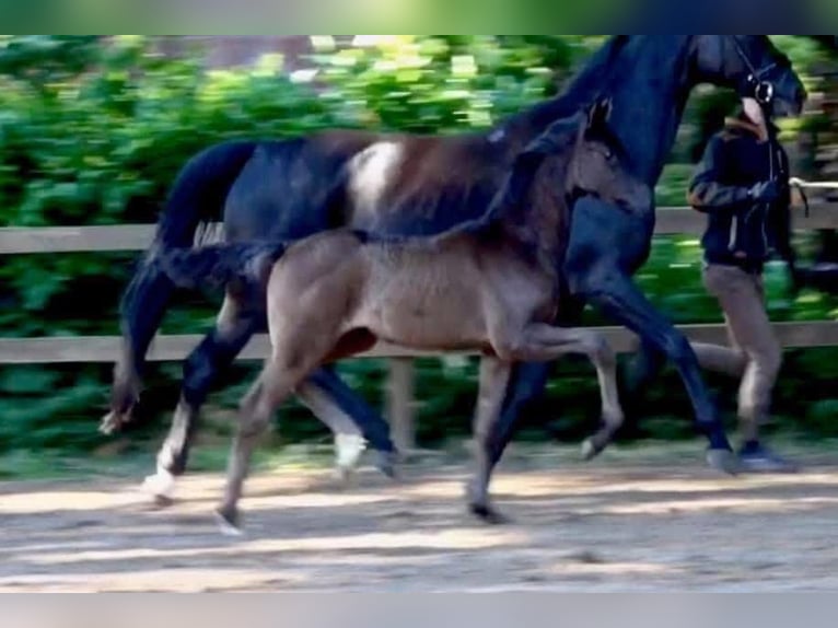 Hanoverian Mare 19 years 16.2 hh Black in Münster
