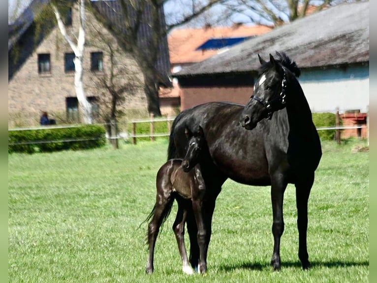 Hanoverian Mare 19 years 16.2 hh Black in Münster