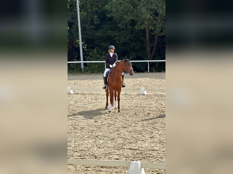 Hanoverian Mare 19 years 16.2 hh Chestnut in Völkermarkt