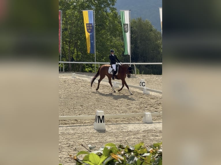 Hanoverian Mare 19 years 16.2 hh Chestnut in Völkermarkt