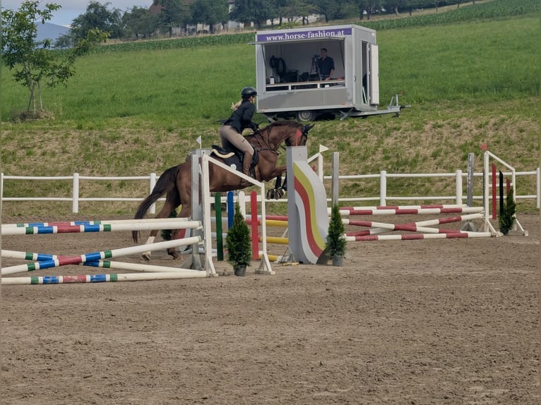 Hanoverian Mare 19 years 16.2 hh Chestnut in Völkermarkt