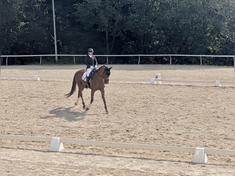 Hanoverian Mare 19 years 16.2 hh Chestnut in Völkermarkt