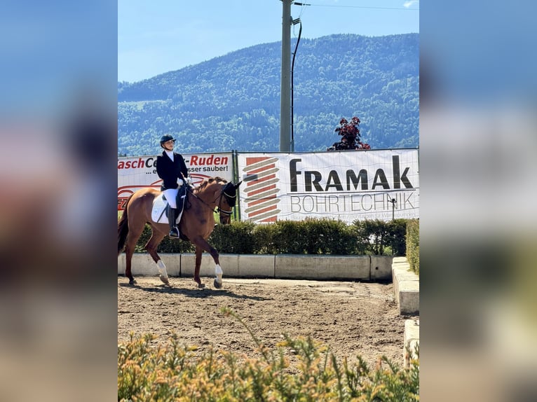 Hanoverian Mare 19 years 16.2 hh Chestnut in Völkermarkt